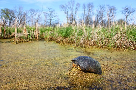 Blandings Turtle (Emydoidea blandingii) basking on vegetation in a marsh of northern Illinois.