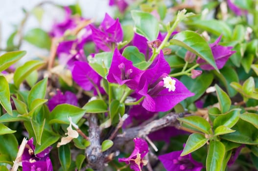 Blossom of violet flowers bougainvillea  on a bush