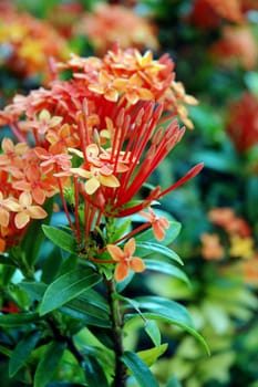 beautiful orange flowers (Asoka, Saraca Asoca )  with grove green leafs