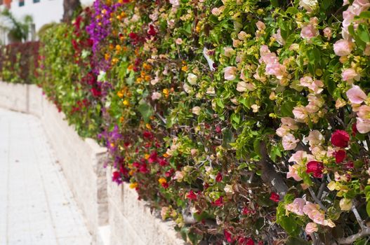 Beautiful fence of multicolored flowers bougainvillea in the city