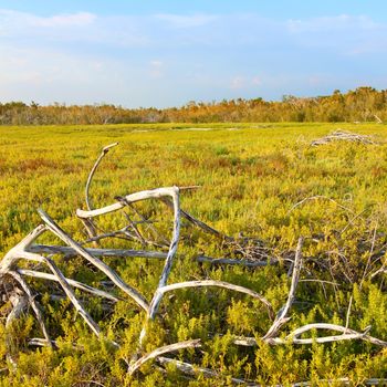 Coastal prairie of Everglades National Park dominated by saltwort (Batis Maritima)