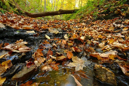 Autumn scenery surrounds a trickling creek in northern Illinois.