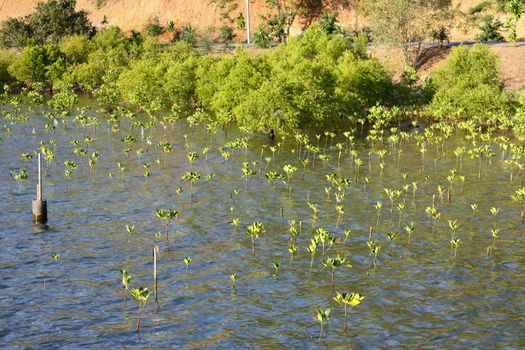 Young mangrove tree in mangrove forest at Sattaheep beach in Thailand