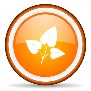 eco orange glossy circle icon on white background