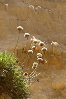 Sea pink - armeria pungens - in the sandstone cliffs of Comporta, Portugal