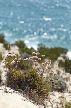 Sea pink - armeria pungens - in the sandstone cliffs of Comporta, Portugal