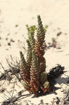 Pale Stonecrop - Sedum sediforme - in the dunes of Gale beach, Comporta, south of Portugal