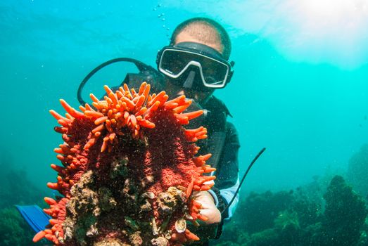 Scuba diver holding up a sea cucumber (Holothuroidea)