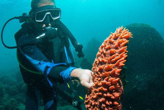 Scuba diver holding up a sea cucumber (Holothuroidea)