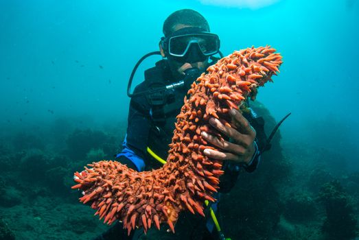 Scuba diver holding up a sea cucumber (Holothuroidea)