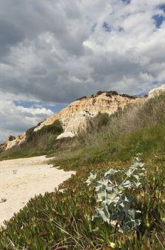 Sea holly - Eryngium maritimum - surrounded by invasive ice plant, dunes of Gale beach, Comporta, Portugal