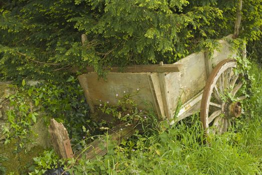 wooden wagon in the vegetation