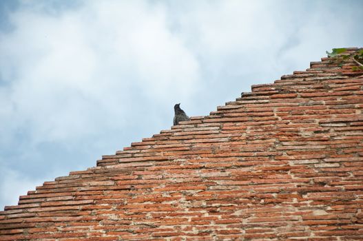 The bird on ruined old temple at Ma Hay Yong temple in Ayutthaya, Thailand.