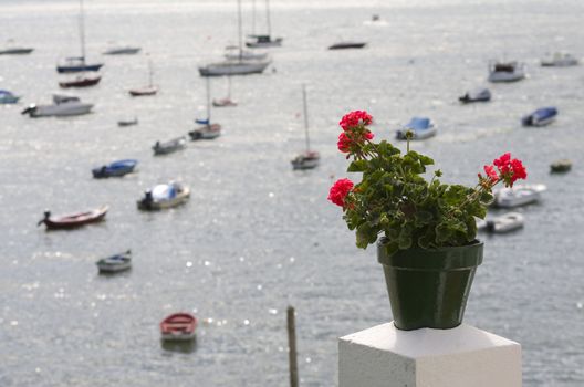 Potted red geranium seaside in Redes, Galician coastal town (Spain)