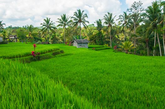 Rice field and coconut palms at background, Bali, Indonesia.