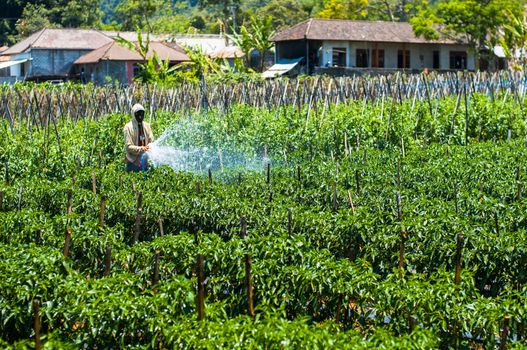 Farmer spraying pesticide on his field. Bali, Indonesia