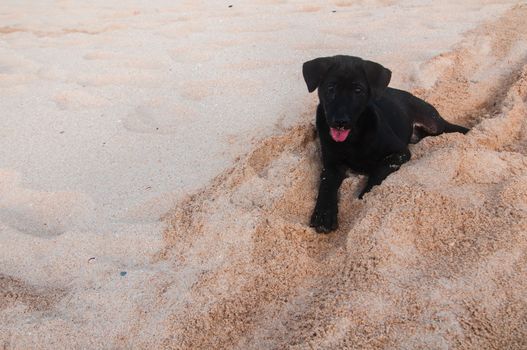 Small black puppy digging holes on a beach