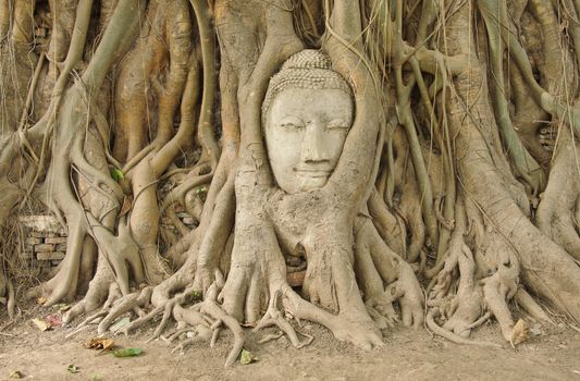 Head of sandstone buddha in the bodhi tree roots at Mahathat temple, Ayutthaya, Thailand
