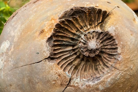 A rock with an ancient fossil embedded in it