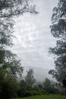 Lush green forest covered in fog and mist