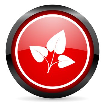 eco round red glossy icon on white background