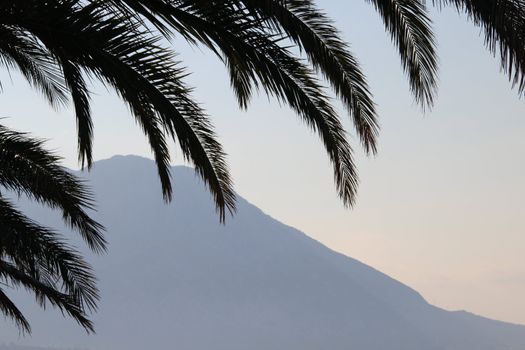 Palm leafs and sea in the evening, sunset