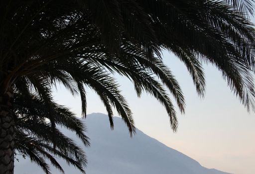 Palm leafs and sea in the evening, sunset