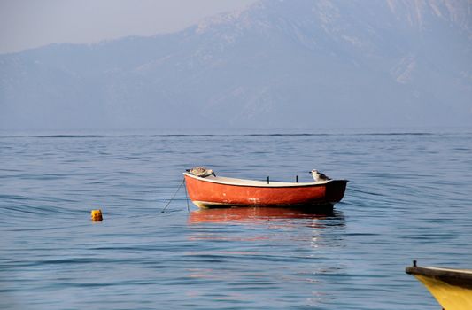 Funny seagulls sitting on the boat, Croatia