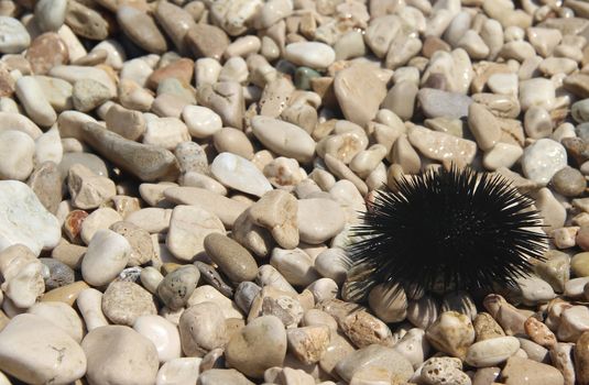Sea urchin on the coast of Adriatic sea