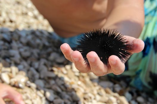 Small boy showing the sea urchin