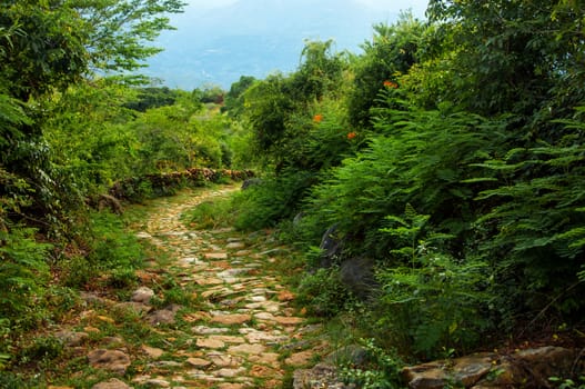 A stone path winding through the wilderness