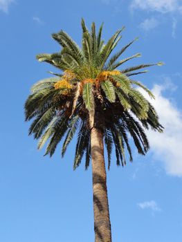 Isolated photo of a palm tree