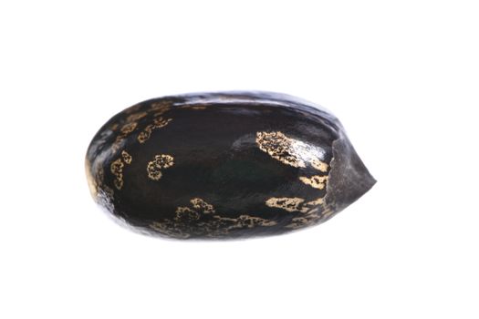 Macro closeup of single castor bean isolated on white