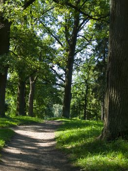 forest path on a sunny day photo