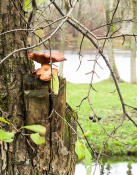 Mushrooms growing on a tree stump