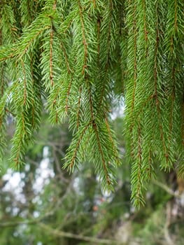 green spruce branch on a background of a tree trunk