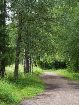 forest path on a sunny day photo