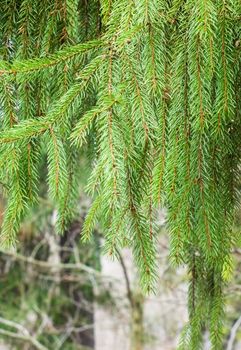 green spruce branch on a background of a tree trunk