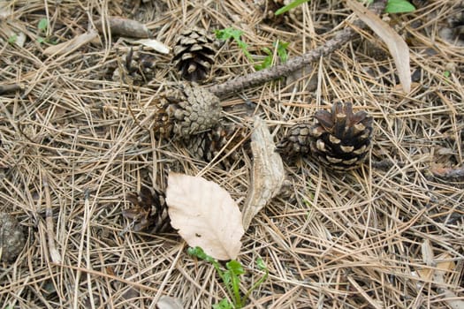 Autumn ground with pinecones