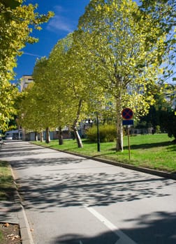 Autumn trees