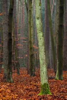 Mystic forest - mossy oak tree, fallen red autumn leaves.