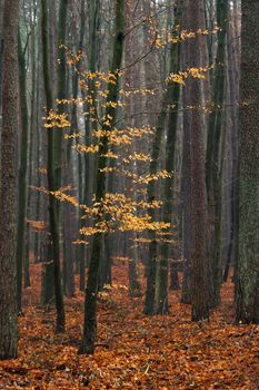 Hornbeam tree in forest - fallen red autumn leaves.