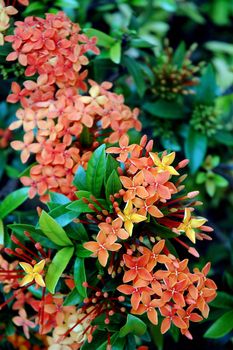 beautiful orange flowers (Asoka, Saraca Asoca )  with grove green leafs