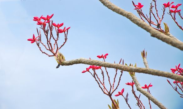 Spring header with pink flower at Wat Chai Wat Tha Na Ram temple, Ayutthaya, Thailand