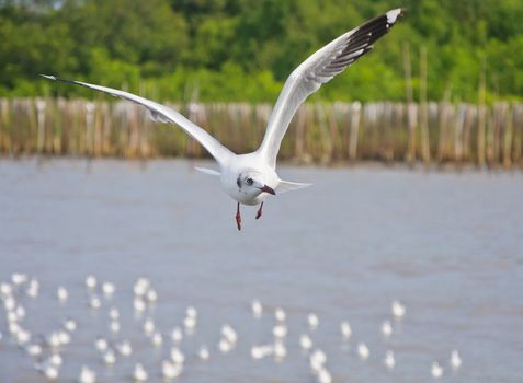 Alone white seagull flying in the sky over the sea at Bang Pu beach, Samutprakan, Thailand