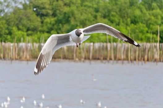 The white seagull flying in the sky over the sea at Bang Pu beach, Samutprakan, Thailand