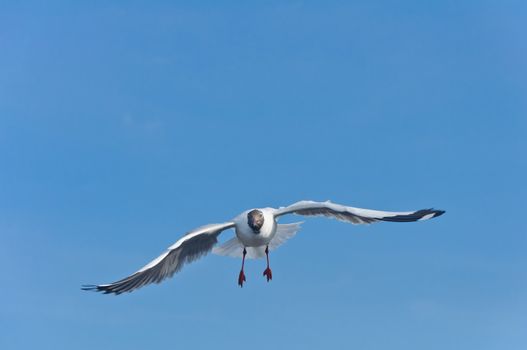 Alone white seagull flying in the blue sky over the sea at Bang Pu beach, Samutprakan, Thailand