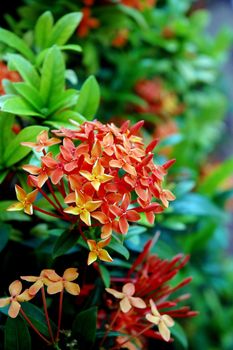 beautiful orange flowers (Asoka, Saraca Asoca )  with grove green leafs