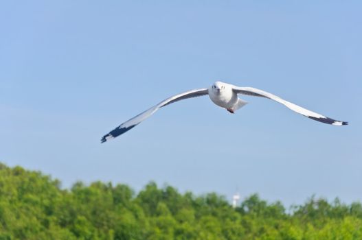 Alone white seagull flying in the blue sky over the sea at Bang Pu beach, Samutprakan, Thailand