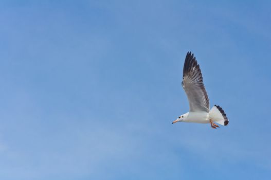 Alone white seagull flying in the blue sky over the sea at Bang Pu beach, Samutprakan, Thailand